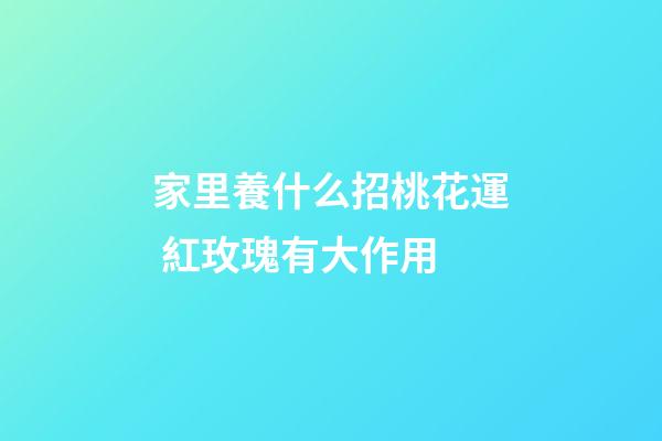 家里養什么招桃花運 紅玫瑰有大作用